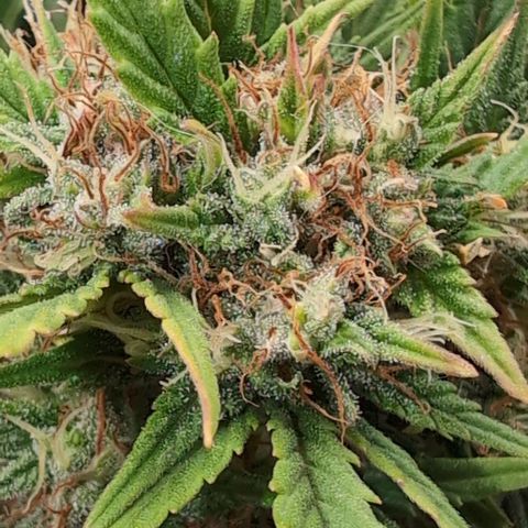 Quinn- Quarter Pounder w/Cheese (84d) 22-28%Sativa 163g wet/36g dry growlog timeline photo
