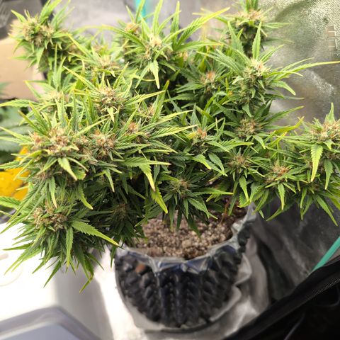Quinn- Quarter Pounder w/Cheese (84d) 22-28%Sativa 163g wet/36g dry growlog timeline photo