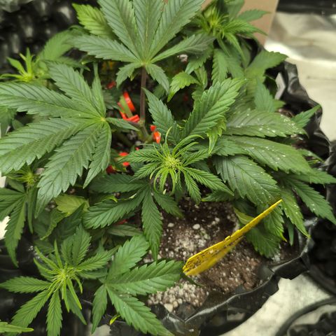 Frannie- BB Fat Bastard (90), Hybrid, 30-38%, 312 wet/57 dry growlog photo: Wow! ❤️