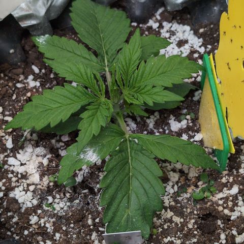 Anita-NH ATF (73), 13-27%, Sativa 149g wet/25g dry growlog timeline photo