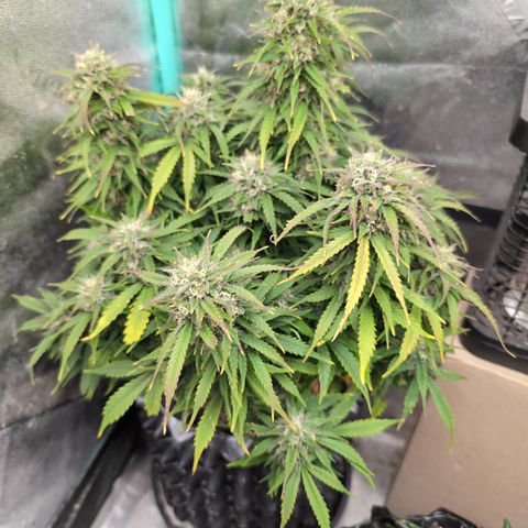 Zelda- Purple Panama Red 17-21%S, (94 days),  287w/60d growlog timeline photo