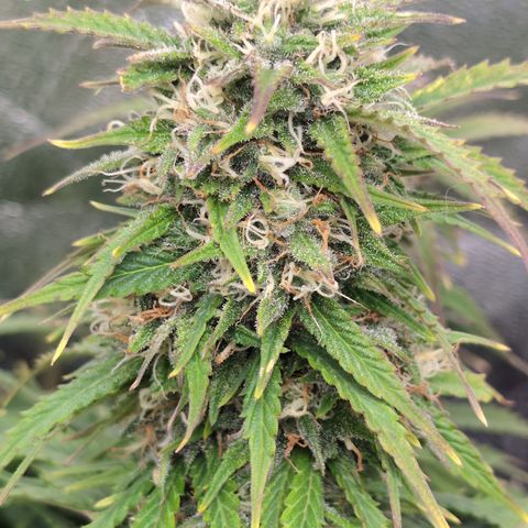 Zelda- Purple Panama Red 17-21%S, (94 days),  287w/60d growlog timeline photo