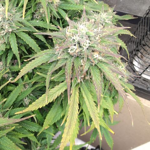 Zelda- Purple Panama Red 17-21%S, (94 days),  287w/60d growlog timeline photo
