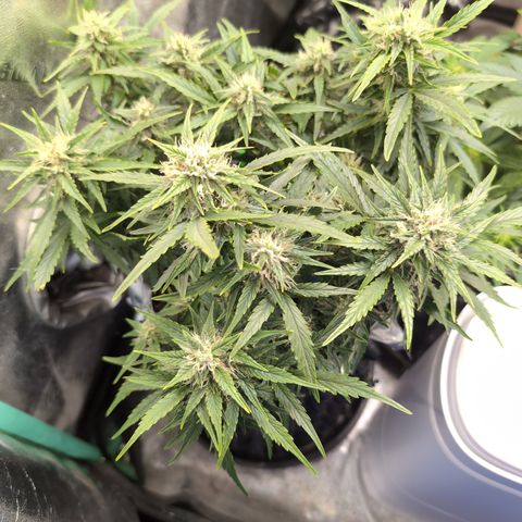 Chrissy -Bruce Banner (78d) 27-33% 60/40S, 215gw/41g dry growlog timeline photo