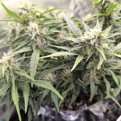 Chrissy -Bruce Banner (78d) 27-33% 60/40S, 215gw/41g dry growlog timeline photo