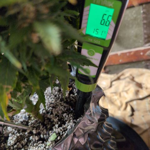 Zelda- Purple Panama Red 17-21%S, (94 days),  287w/60d growlog timeline photo