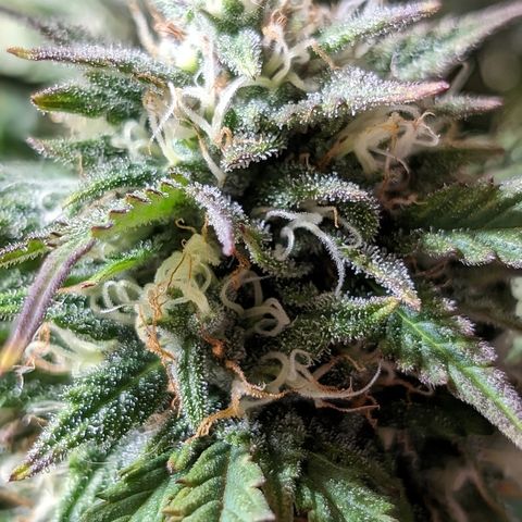 Zelda- Purple Panama Red 17-21%S, (94 days),  287w/60d growlog timeline photo