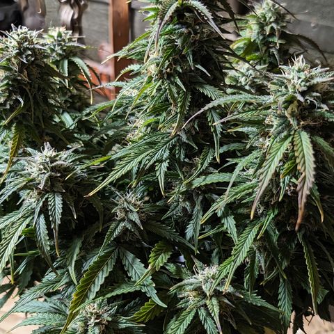 Zelda- Purple Panama Red 17-21%S, (94 days),  287w/60d growlog timeline photo