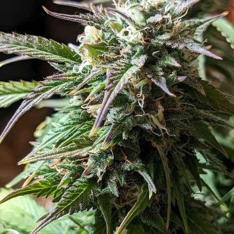 Zelda- Purple Panama Red 17-21%S, (94 days),  287w/60d growlog timeline photo