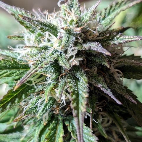 Zelda- Purple Panama Red 17-21%S, (94 days),  287w/60d growlog timeline photo