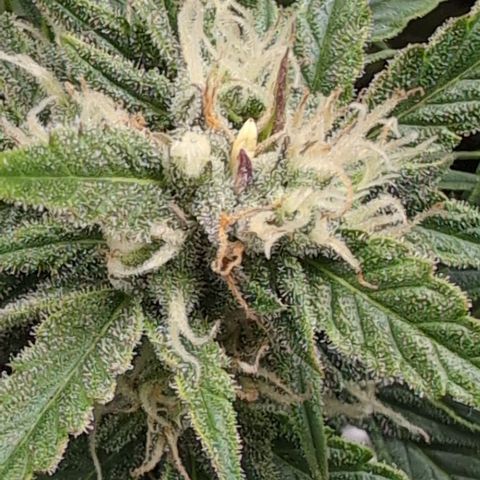 Chrissy -Bruce Banner (78d) 27-33% 60/40S, 215gw/41g dry growlog photo: Is that a nanner??