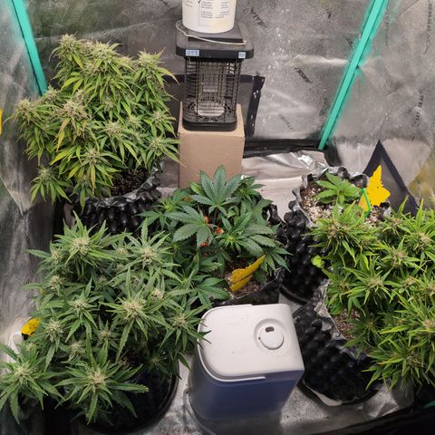 Anita-NH ATF (73), 13-27%, Sativa 149g wet/25g dry growlog photo: Maybe there's room for 1 more right now??
