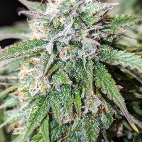 Zelda- Purple Panama Red 17-21%S, (94 days),  287w/60d growlog timeline photo