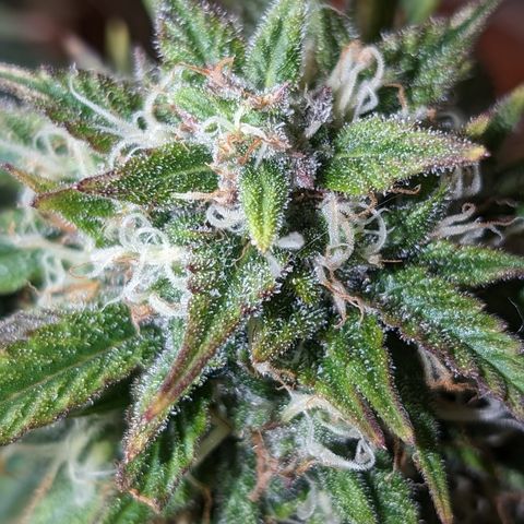 Zelda- Purple Panama Red 17-21%S, (94 days),  287w/60d growlog timeline photo