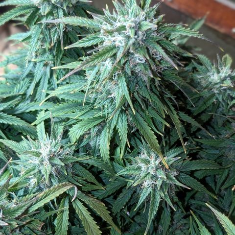Zelda- Purple Panama Red 17-21%S, (94 days),  287w/60d growlog timeline photo