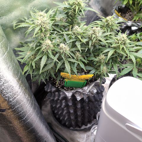Chrissy -Bruce Banner (78d) 27-33% 60/40S, 215gw/41g dry growlog timeline photo