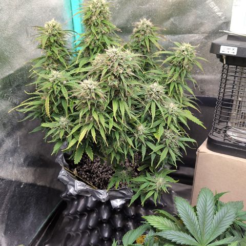 Zelda- Purple Panama Red 17-21%S, (94 days),  287w/60d growlog timeline photo