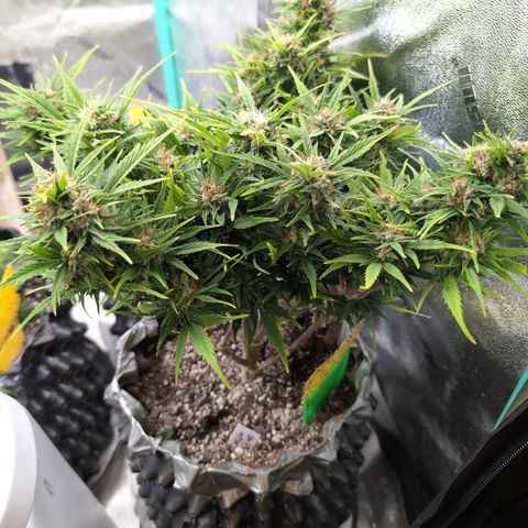 Quinn- Quarter Pounder w/Cheese (84d) 22-28%Sativa 163g wet/36g dry growlog photo: She's yellowy today.