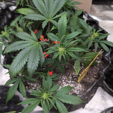 Frannie- BB Fat Bastard (90), Hybrid, 30-38%, 312 wet/57 dry growlog timeline photo