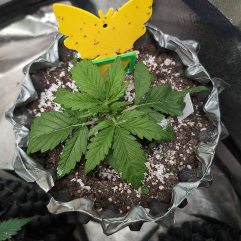 Anita-NH ATF (73), 13-27%, Sativa 149g wet/25g dry growlog photo: Look at her go!!