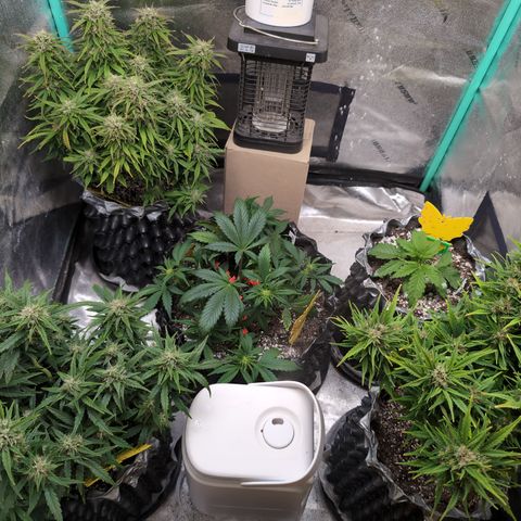 Anita-NH ATF (73), 13-27%, Sativa 149g wet/25g dry growlog timeline photo