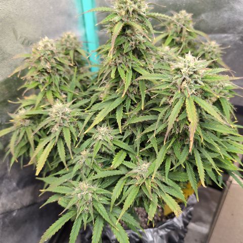 Zelda- Purple Panama Red 17-21%S, (94 days),  287w/60d growlog timeline photo
