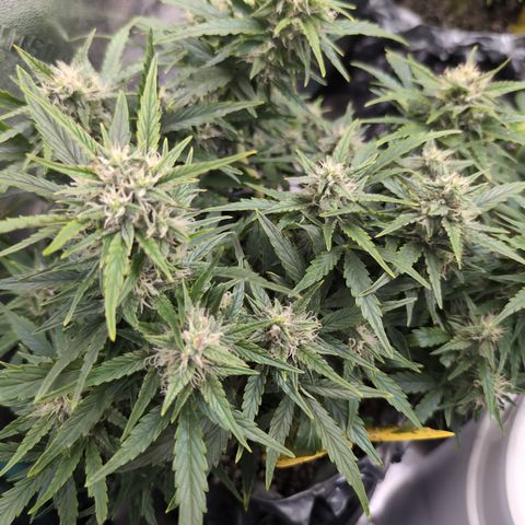 Chrissy -Bruce Banner (78d) 27-33% 60/40S, 215gw/41g dry growlog photo: Frosty!!