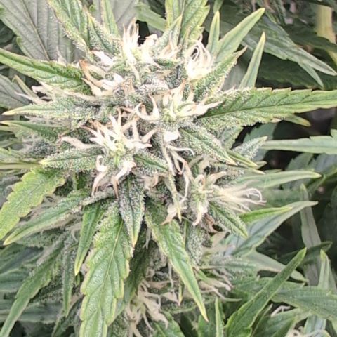 Chrissy -Bruce Banner (78d) 27-33% 60/40S, 215gw/41g dry growlog photo: Frosty!!