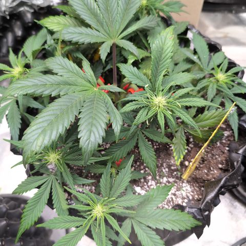 Frannie- BB Fat Bastard (90), Hybrid, 30-38%, 312 wet/57 dry growlog photo: She's amazing!