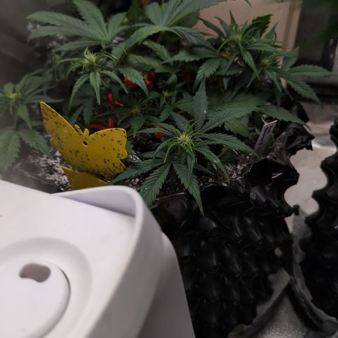Frannie- BB Fat Bastard (90), Hybrid, 30-38%, 312 wet/57 dry growlog timeline photo