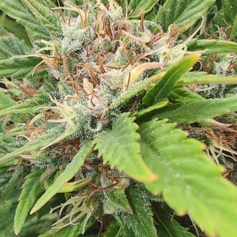 Quinn- Quarter Pounder w/Cheese (84d) 22-28%Sativa 163g wet/36g dry growlog timeline photo