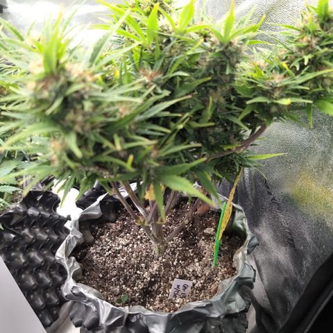 Quinn- Quarter Pounder w/Cheese (84d) 22-28%Sativa 163g wet/36g dry growlog timeline photo