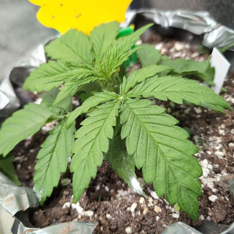 Anita-NH ATF (73), 13-27%, Sativa 149g wet/25g dry growlog photo: Very close to topping.