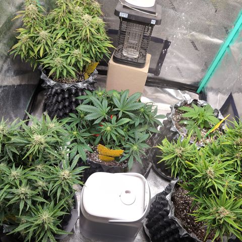 Anita-NH ATF (73), 13-27%, Sativa 149g wet/25g dry growlog timeline photo