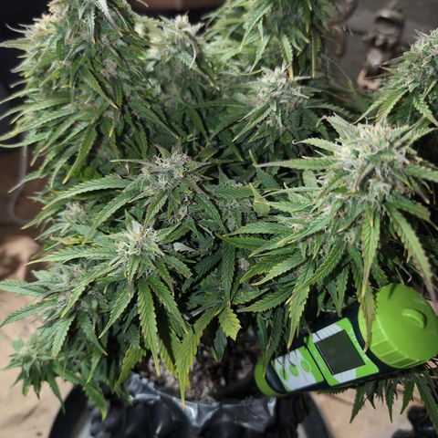 Zelda- Purple Panama Red 17-21%S, (94 days),  287w/60d growlog timeline photo