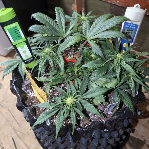 Frannie- BB Fat Bastard (90), Hybrid, 30-38%, 312 wet/57 dry growlog timeline photo