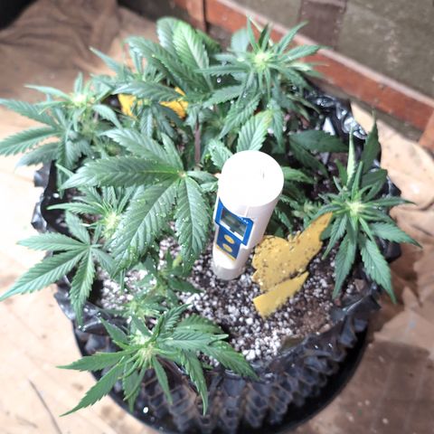 Frannie- BB Fat Bastard (90), Hybrid, 30-38%, 312 wet/57 dry growlog photo: Took her clips out. We'll see tomorrow.