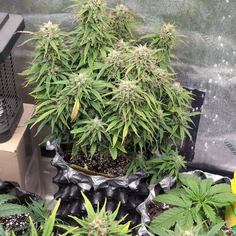 Zelda- Purple Panama Red 17-21%S, (94 days),  287w/60d growlog timeline photo