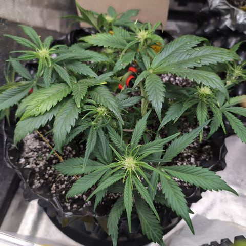 Frannie- BB Fat Bastard (90), Hybrid, 30-38%, 312 wet/57 dry growlog timeline photo