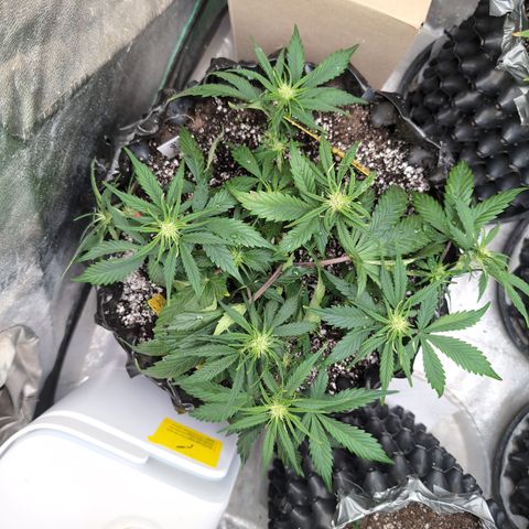 Frannie- BB Fat Bastard (90), Hybrid, 30-38%, 312 wet/57 dry growlog timeline photo