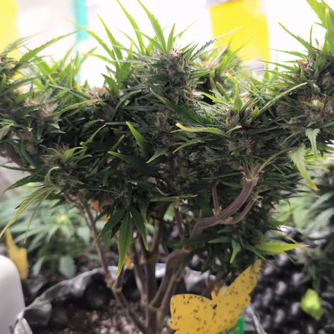 Quinn- Quarter Pounder w/Cheese (84d) 22-28%Sativa 163g wet/36g dry growlog timeline photo