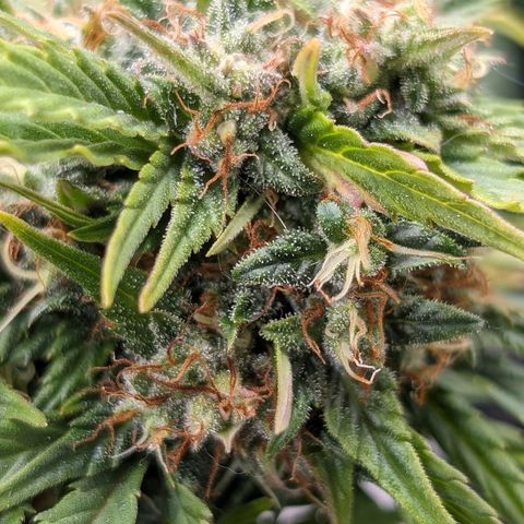 Quinn- Quarter Pounder w/Cheese (84d) 22-28%Sativa 163g wet/36g dry growlog timeline photo
