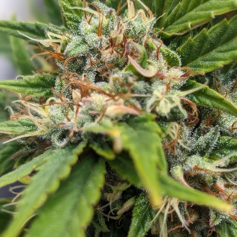 Quinn- Quarter Pounder w/Cheese (84d) 22-28%Sativa 163g wet/36g dry growlog timeline photo