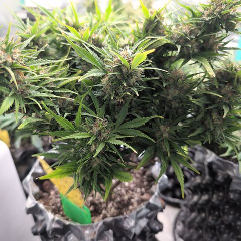 Quinn- Quarter Pounder w/Cheese (84d) 22-28%Sativa 163g wet/36g dry growlog timeline photo
