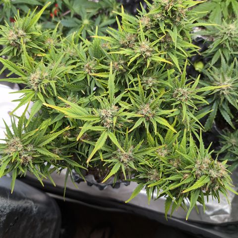 Quinn- Quarter Pounder w/Cheese (84d) 22-28%Sativa 163g wet/36g dry growlog timeline photo