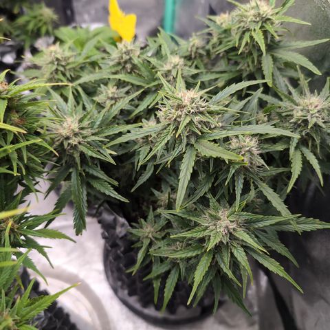 Chrissy -Bruce Banner (78d) 27-33% 60/40S, 215gw/41g dry growlog timeline photo