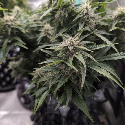 Chrissy -Bruce Banner (78d) 27-33% 60/40S, 215gw/41g dry growlog timeline photo