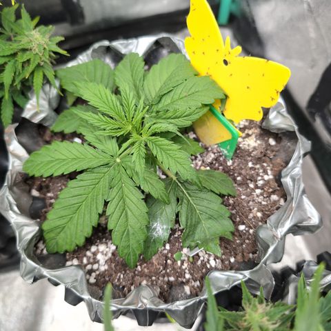 Anita-NH ATF (73), 13-27%, Sativa 149g wet/25g dry growlog photo: She's topped!