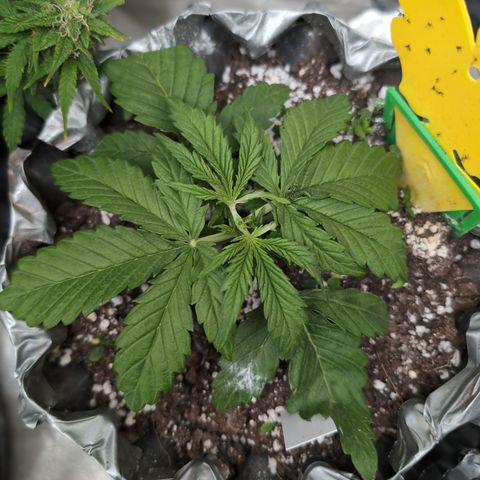 Anita-NH ATF (73), 13-27%, Sativa 149g wet/25g dry growlog timeline photo