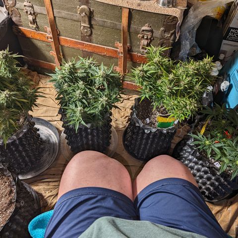 Anita-NH ATF (73), 13-27%, Sativa 149g wet/25g dry growlog timeline photo